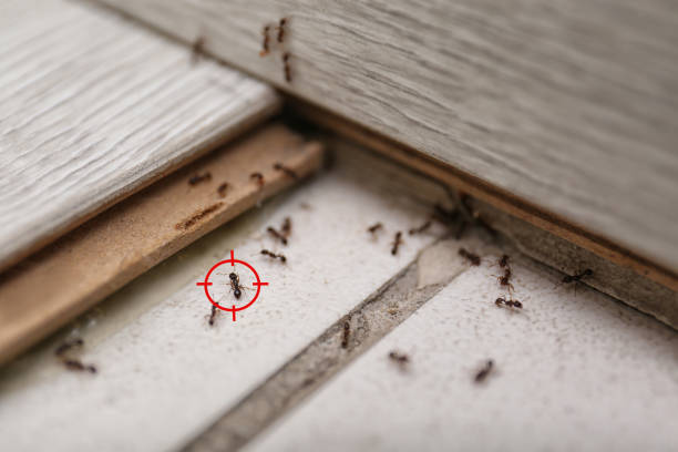 Flea Control Services in Holcom, KS