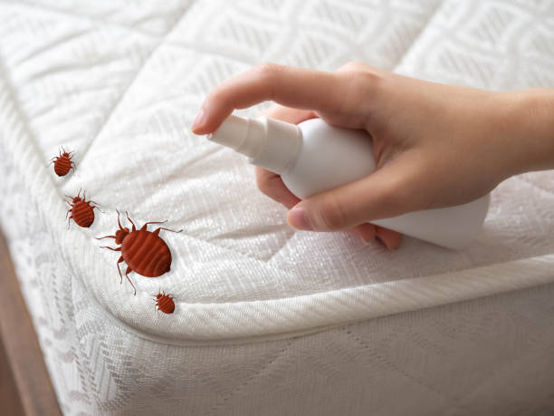 Best Flea Control Services  in Holcom, KS