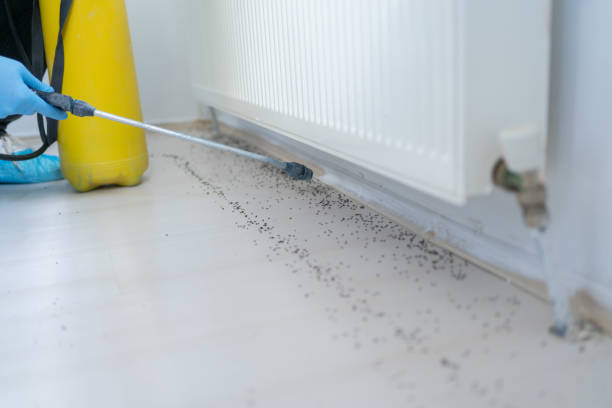 Reliable Holcom, KS Pest Control Solutions